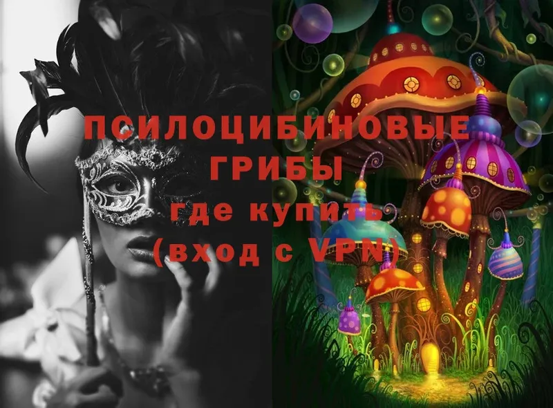 купить наркоту  Камышлов  Галлюциногенные грибы Psilocybe 